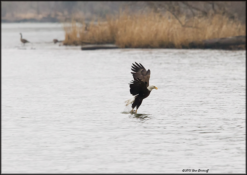 _2SB2545 american bald eagle.jpg